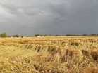 Chhattisgarh govt urges for short-duration crops amid El Nino fear