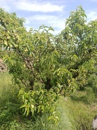 Ladakh ideal for off-season cultivation of high-quality peaches, DRDO study shows