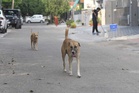 ‘Mad’ stray dog attacks 15 people in Himachal’s Paprola, sparks panic
