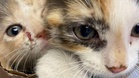 Man finds two kittens in garden: his quick thinking changes their lives forever