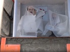 West Bengal: Statue of Syama Prasad Mukherjee allegedly vandalised by unknown people