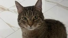 Cat abandoned in the most unlikely place: time is running out to help him