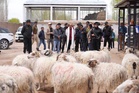 Ladakh admn aims to double Pashmina goat population in 3 years