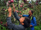 Climate change hits Himachal’s Rs 5,000 crore apple economy; 2026 production to fall 40 per cent
