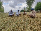 Haryana to launch ‘Kisan Kalyan Rath Yatra’ to cover 6,600 villages in month-long outreach