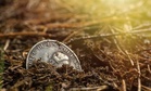 Everyone Thought This Doomed Spanish Colony Was Lost, Until a Tiny Silver Coin Revealed Exactly Where It Stood