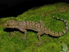 New bent-toed gecko species discovered in Assam