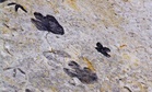 Scientists Just Discovered Some of the Youngest Dinosaur Tracks on a Little-Known South African Coast