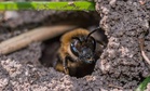 Scientists Just Found Over 5.6 Million Bees Living Under a New York Cemetery, One of the Largest Bee Colonies Ever Recorded