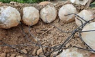 A Taiwanese Team Built a Life-Size Dinosaur Nest, Never Expecting the Sun to Be Their Biggest Discovery