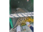 Himachal: Leopard rescued from snare in Solan, undergoing treatment in Shimla