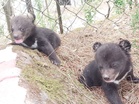 Himachal: Two abandoned Himalayan Black Bear Cubs rescued in Theog, shifted to Shimla for intensive care