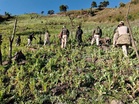 Seeds of Life: Churachandpur Police, NCB launch 'Hin-Chi' project to root out poppy cultivation with cash crops