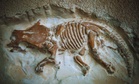 For 20 Years, Scientists Thought These Tiny Fossils Were Miniature Dinosaurs. They Were Completely Wrong