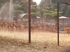 Chhattisgarh: Maitri Bagh Zoo steps up cooling measures for animals amid intense heat