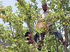 Himachal Forest Department aims to undertake plantations on 4,000 hectares by engaging community groups
