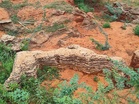 Marine fossils dating to 8,000-12,000 years unearthed by scientists in TN's Panaiyur