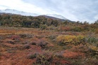 Peatlands are vital for tackling climate change, yet scientists still haven’t found them all