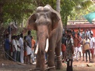 Keralam: Elephant brought for temple festival runs amok near Angamaly; one killed, mahout injured