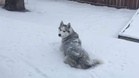 Injured Husky can't play in the snow, so his owner builds him a garden surprise