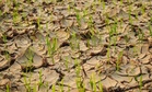 A Chinese Team Unveil Ultra-Fast Method That Converts Desert Sand Into Fertile Land in 10 Minutes