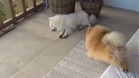 A heartwarming wake-up call: why this little dog jumps on her brother every day