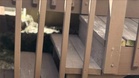 New homeowners get the keys and find the previous owner 'forgot' a very special resident