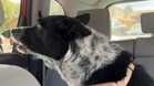 Dog spots 'giant' cat in the next car and her reaction goes viral