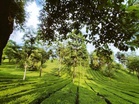 Timely rain in March, April revives hope of bumper Kangra tea crop