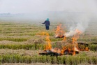 Nine FIRs registered against 12 farmers for burning wheat stubble in Karnal