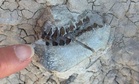 A Hiker Found Key-Sized Fossil Teeth in South Dakota, Revealing a Creature That Hasn’t Been Seen in 16.3 Million Years