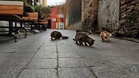Rescuers went to save a cat family but left with a curious little character instead