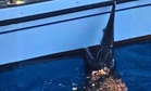 Fishers off a Spanish Island Accidentally Caught a “Fossil” Shark Not Seen Alive Since 1898