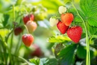 Strawberries spark farming makeover in Paonta Sahib