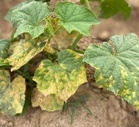 Silent blight creeps into Punjab’s cucurbit fields