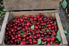 Adani Agri Fresh enters stone fruit category with cherry procurement in Himachal