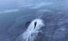 A Drone Gliding Over Greenland Captured a Massive Creature Bursting Through 60 Centimeters of Solid Ice