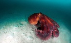 Scientists Found a Giant Squid in Australia’s Remote Canyons, No Submersible Needed
