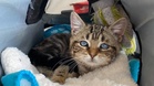 "She'll be a kitten forever": tiny cat's heartbreaking struggle post-rescue