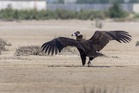 Cinereous vulture rescued and treated in MP recovers, flies 3000 km away to Uzbekistan