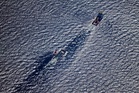 New details on freeing of whale stranded off Germany coast