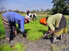 Govt sets target to bring additional 100 lakh hectares under micro-irrigation during 2025-30