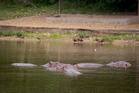 Indian billionaire's son offers sanctuary to Escobar hippos