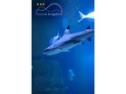 VGP Marine Kingdom Records Rare Bamboo Shark Breeding in India
