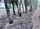 Stubble burning scars green belts across Amritsar district