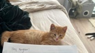 Woman who let cats sunbathe by the window shocked by her neighbour's note