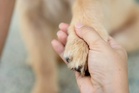 Pet loss is difficult for people – what about for other pets?