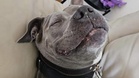 This shelter Pit Bull was about to be put down, when a celebrity stepped in