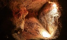 Hidden Inside an Australian Cave, Scientists Uncovered Fossil Fragments From A Lost Koala Species Extinct For 28,000 Years
