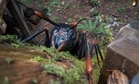 Ancient Insects Grew Massive, and Scientists Say Oxygen May Not Explain It After All